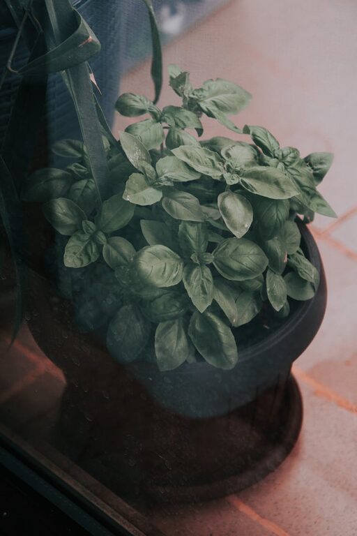 How to Start a Small Herb Garden Indoors: A Beginner’s Guide